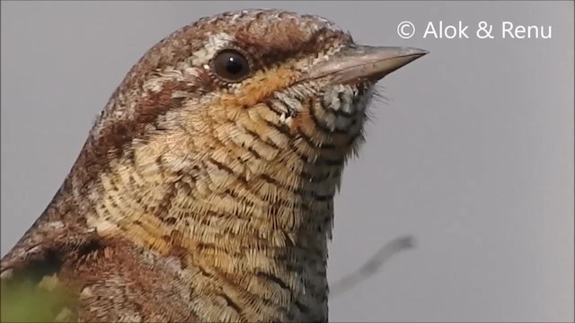 Eurasian Wryneck - eBird