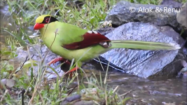 Urraca Verde (grupo chinensis) - ML201974671