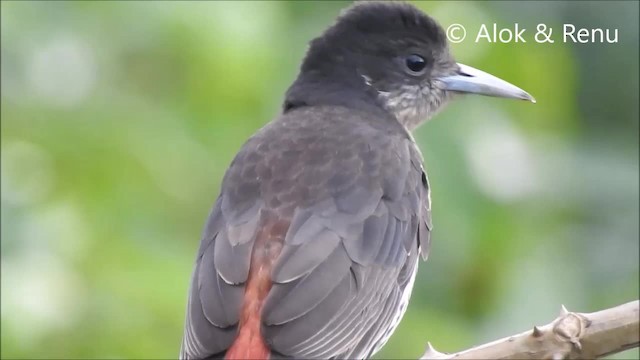 Maroon Oriole - ML201974681