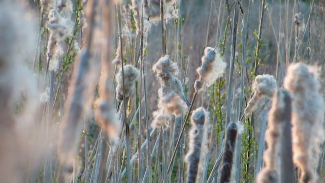 Rémiz penduline - ML201974701