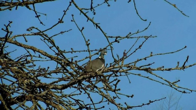 Common Wood-Pigeon - ML201974751