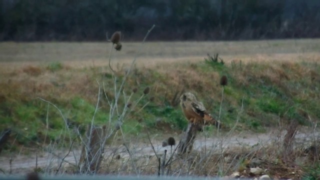 Short-eared Owl - ML201974761