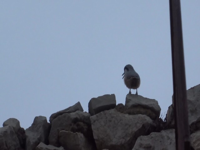 Sittelle de Neumayer - ML201974831