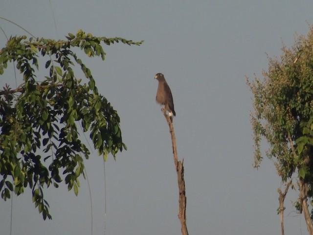 Crested Serpent-Eagle - ML201974891