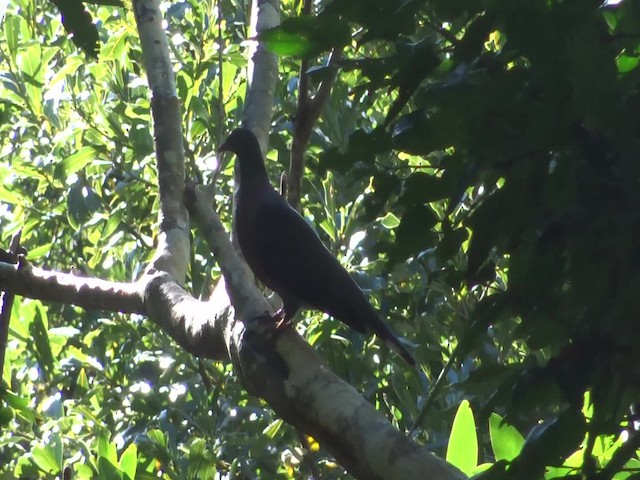 カナリーバト - ML201974901