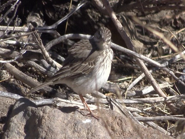 Berthelot's Pipit - ML201974911