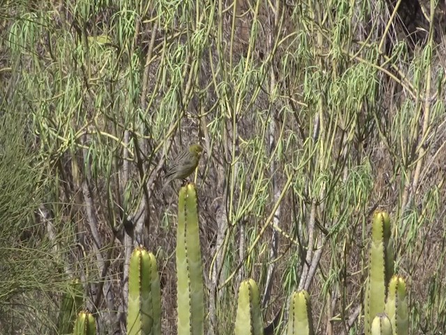 カナリア - ML201974921