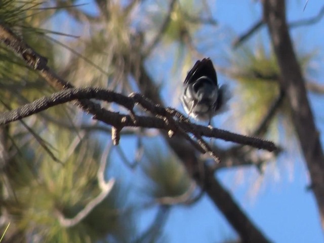 Tenerife Blue Chaffinch - ML201974931