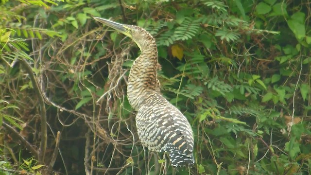 Bare-throated Tiger-Heron - ML201974941