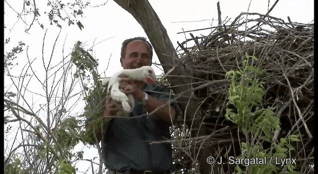 Oriental Stork - ML201974981