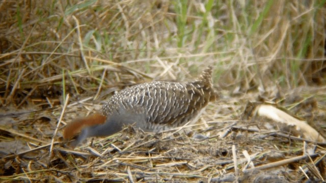 Slaty-breasted Rail - ML201975021