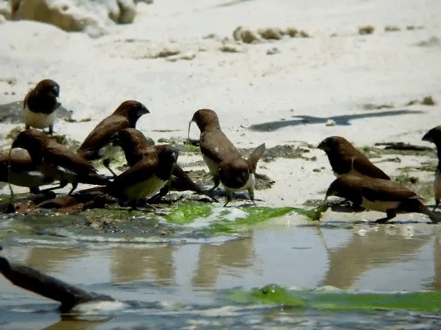 Javan Munia - ML201975051