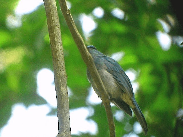 Pale Blue Flycatcher (Hartert's) - ML201975081