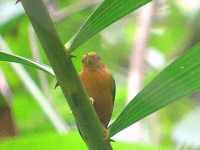 Rufous Piculet - ML201975101