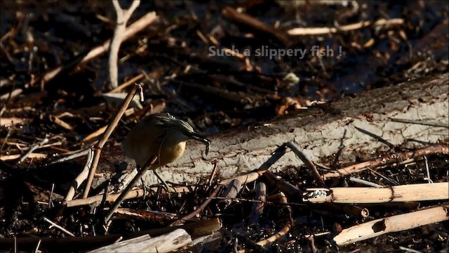 Squacco Heron - ML201975231