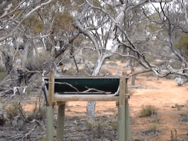 Spiny-cheeked Honeyeater - ML201975291