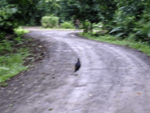 Malayan Crested Fireback - ML201975301