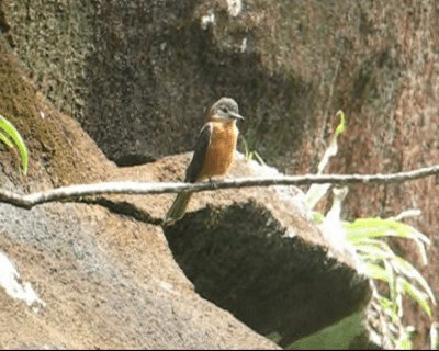 Cliff Flycatcher (Cliff) - ML201975321