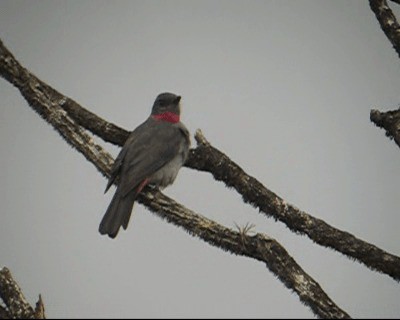 Rose-collared Piha - ML201975331