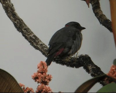 Rose-collared Piha - ML201975351