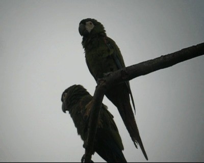 Chestnut-fronted Macaw - ML201975381