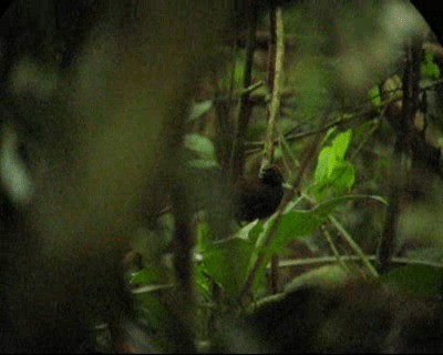 Rufous-capped Antthrush - ML201975441