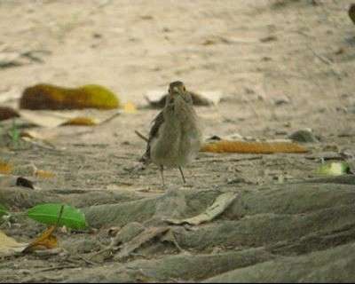 Spectacled Thrush - ML201975571