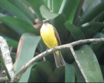 Boat-billed Flycatcher (South American) - ML201975681