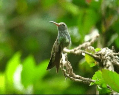 Glittering-throated Emerald - ML201975711