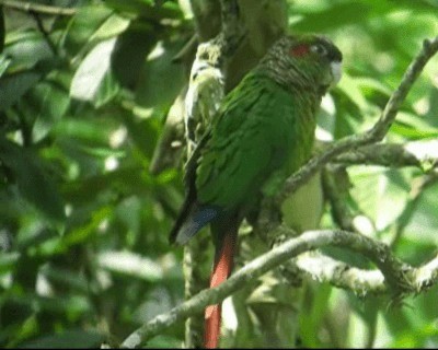 Red-eared Parakeet - ML201975721