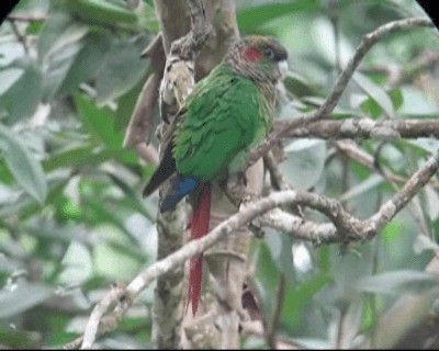 Red-eared Parakeet - ML201975731