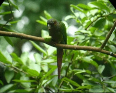 Red-eared Parakeet - ML201975741