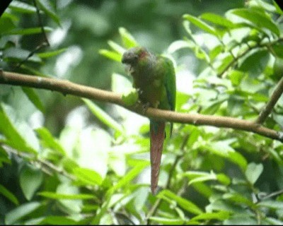Red-eared Parakeet - ML201975751