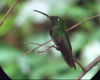 Colibri à poitrine violette - ML201975771