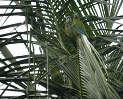 Chestnut-fronted Macaw - ML201975841