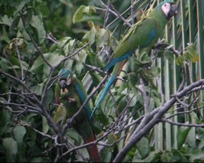 Chestnut-fronted Macaw - ML201975851