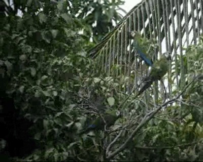 Chestnut-fronted Macaw - ML201975871