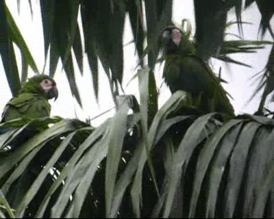 Chestnut-fronted Macaw - ML201975881