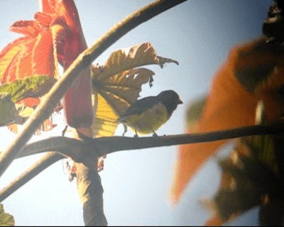 Yellow-bellied Siskin - ML201975901