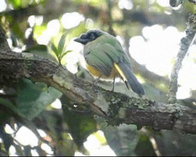 Green Jay (Inca) - ML201975921