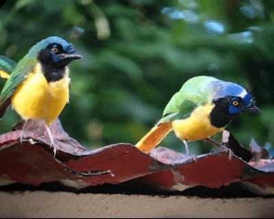 Green Jay (Inca) - ML201975931