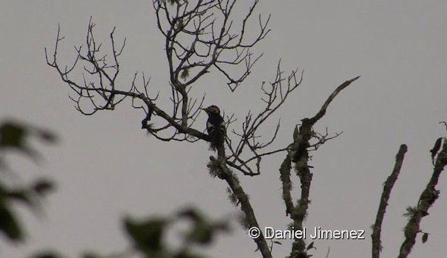 Necklaced Woodpecker - ML201975981