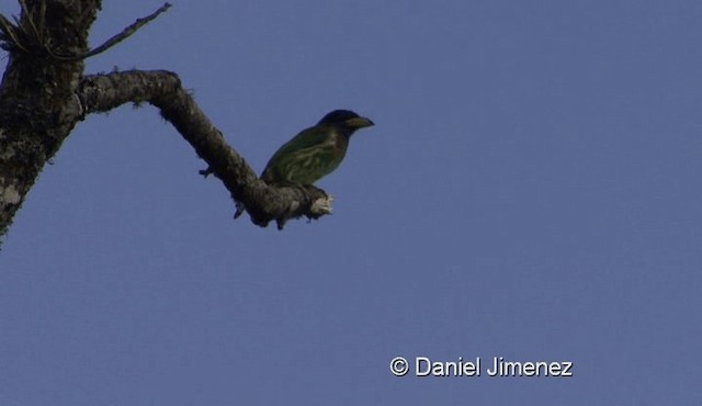 Büyük Barbet - ML201976021