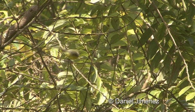 Yellow-bellied Fairy-Fantail - ML201976031