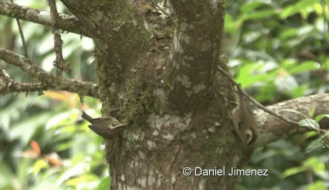Rufous-winged Fulvetta - ML201976081