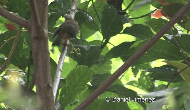 Whiskered Yuhina - ML201976091