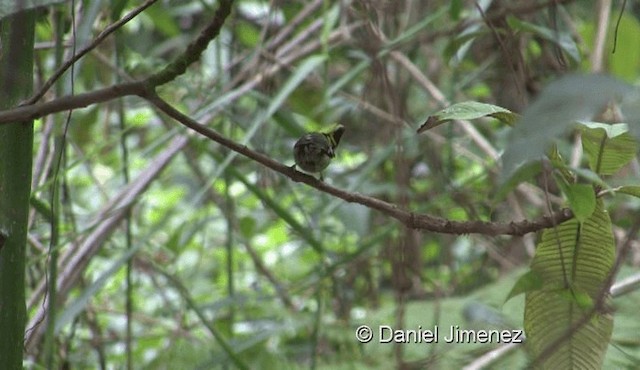 Yellow-cheeked Tit - ML201976101