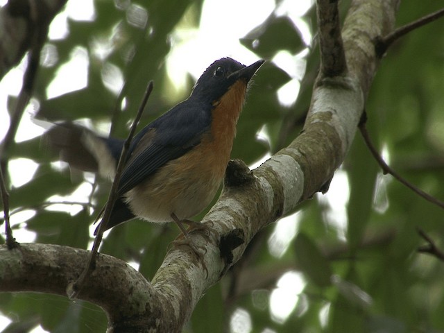 Hill Blue Flycatcher - ML201976111