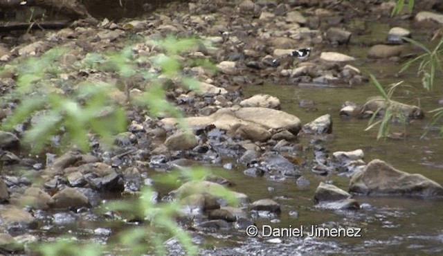 Black-backed Forktail - ML201976121