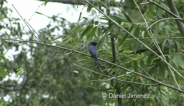 Bronzed Drongo - ML201976141